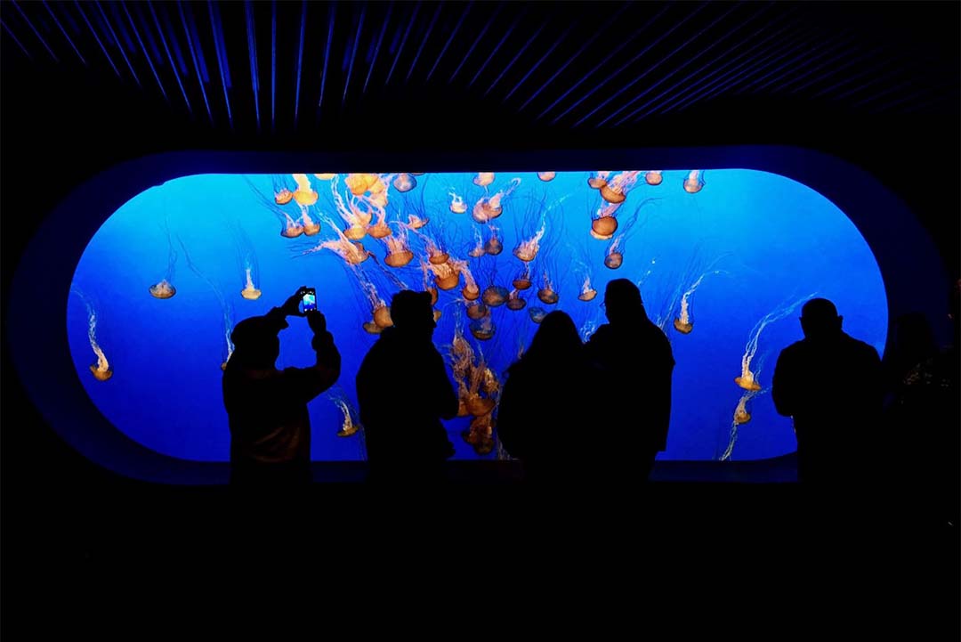 People watching the jellies at the Monterey Bay Aquarium