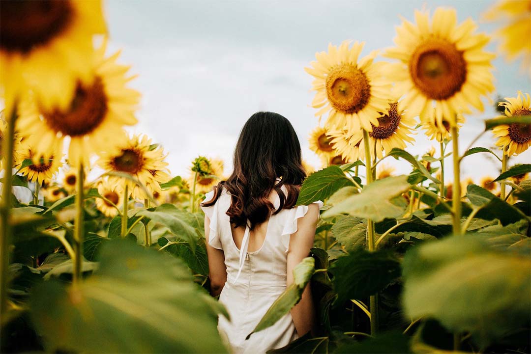 Person in sunflower field